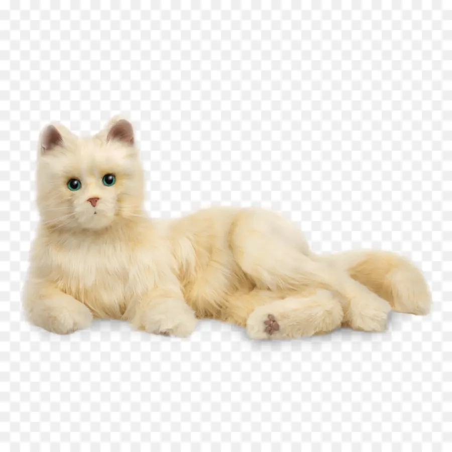 Gato，Peludo PNG