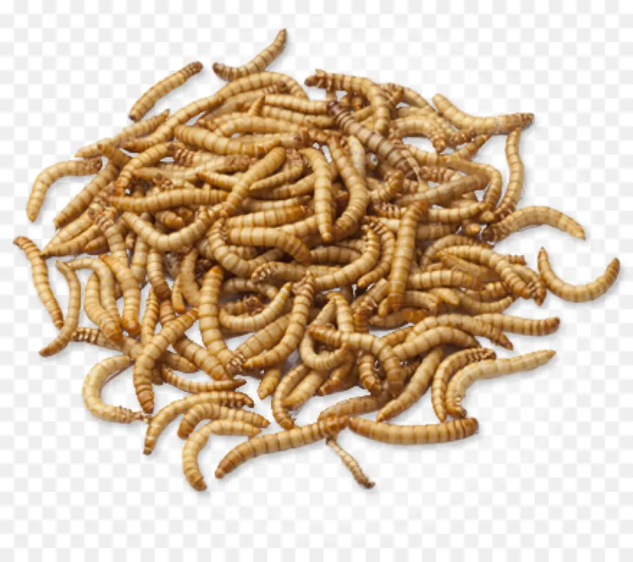 Inseto，Mealworm PNG
