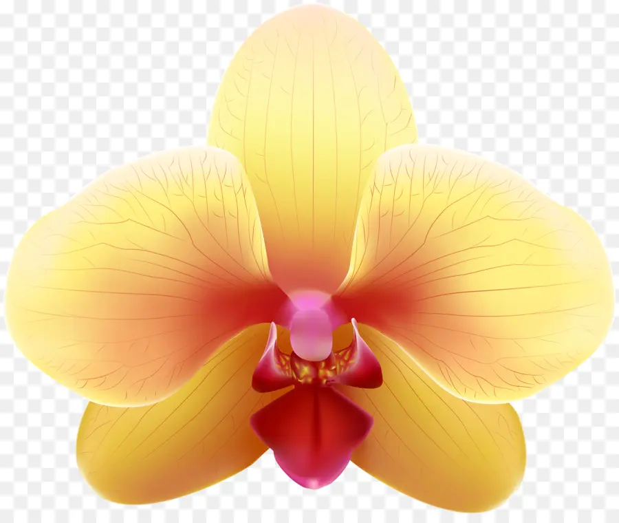 Orquídea，Florescer PNG