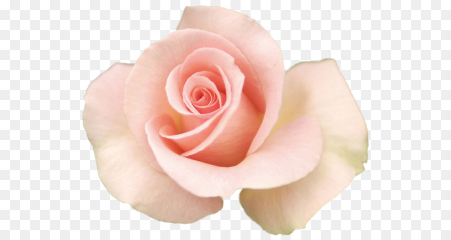 Rosa Rosa，Florescer PNG