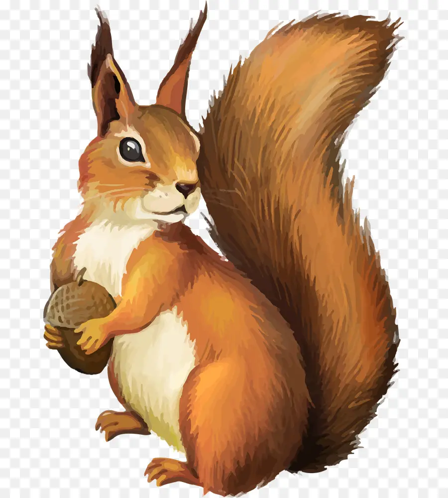 Esquilo，Chipmunk PNG