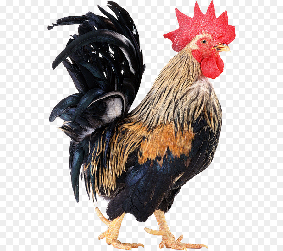 Frango，Pássaro PNG