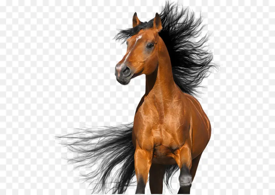 Cavalo árabe，Garanhão PNG