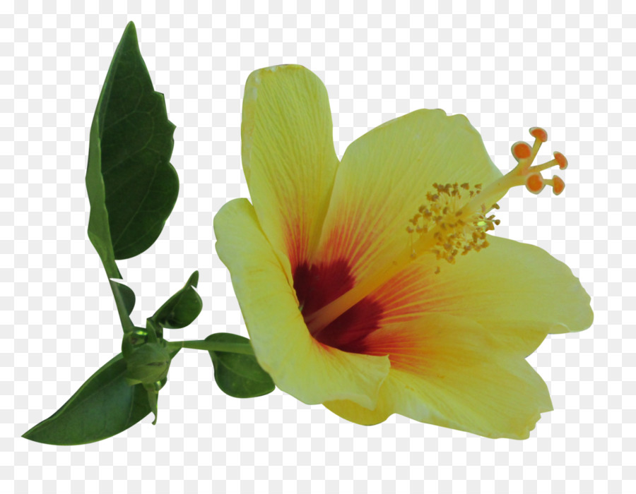 Hibisco Amarelo，Pétalas PNG