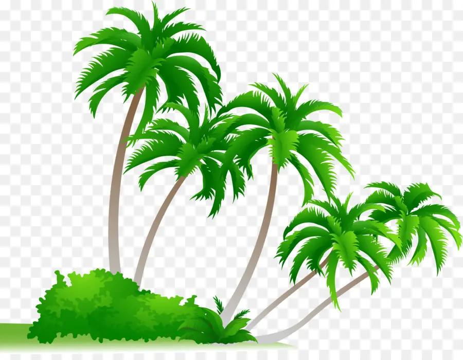 Arecaceae，Cdr PNG