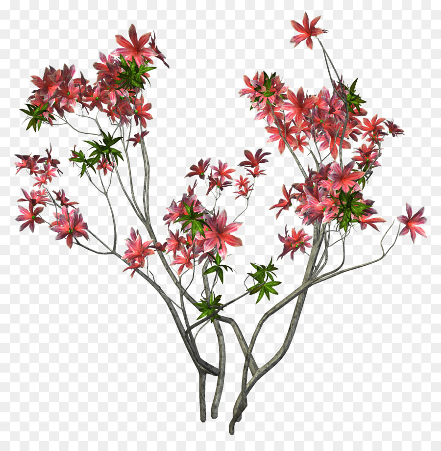 Planta Com Flores，Flores PNG