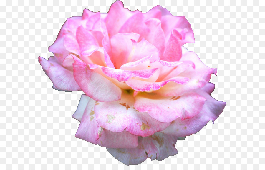 Rosa，Florescer PNG