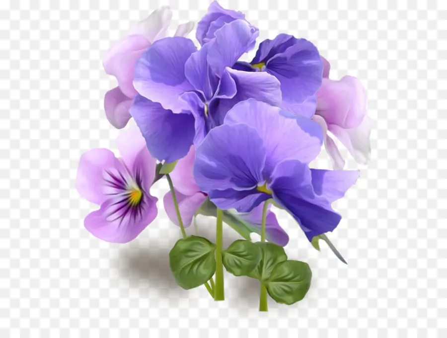 Pansy，Flor PNG