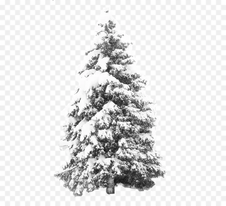 Neve，árvore PNG