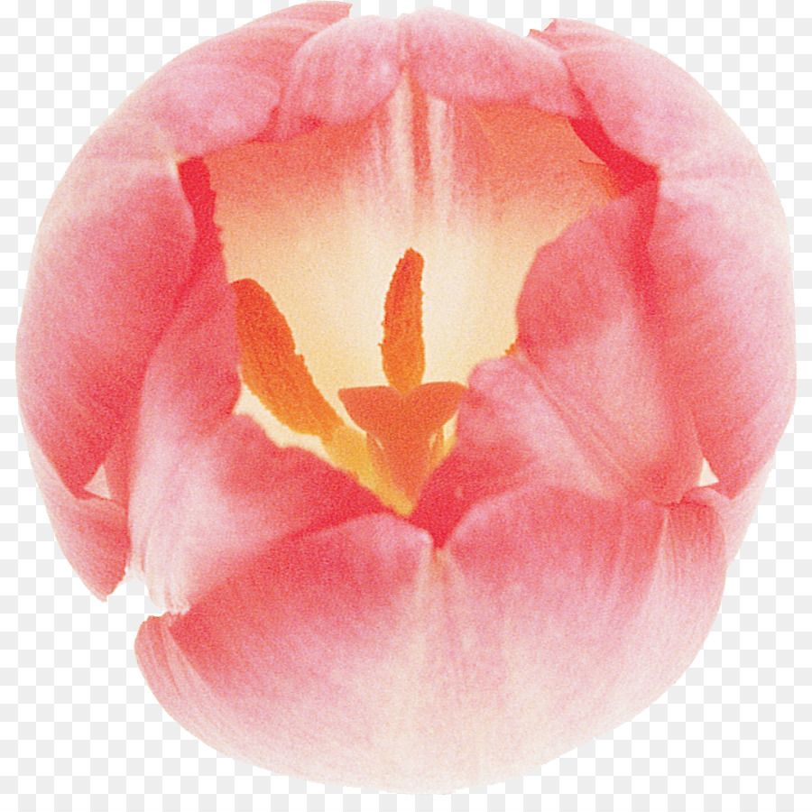 Tulip，Flor PNG