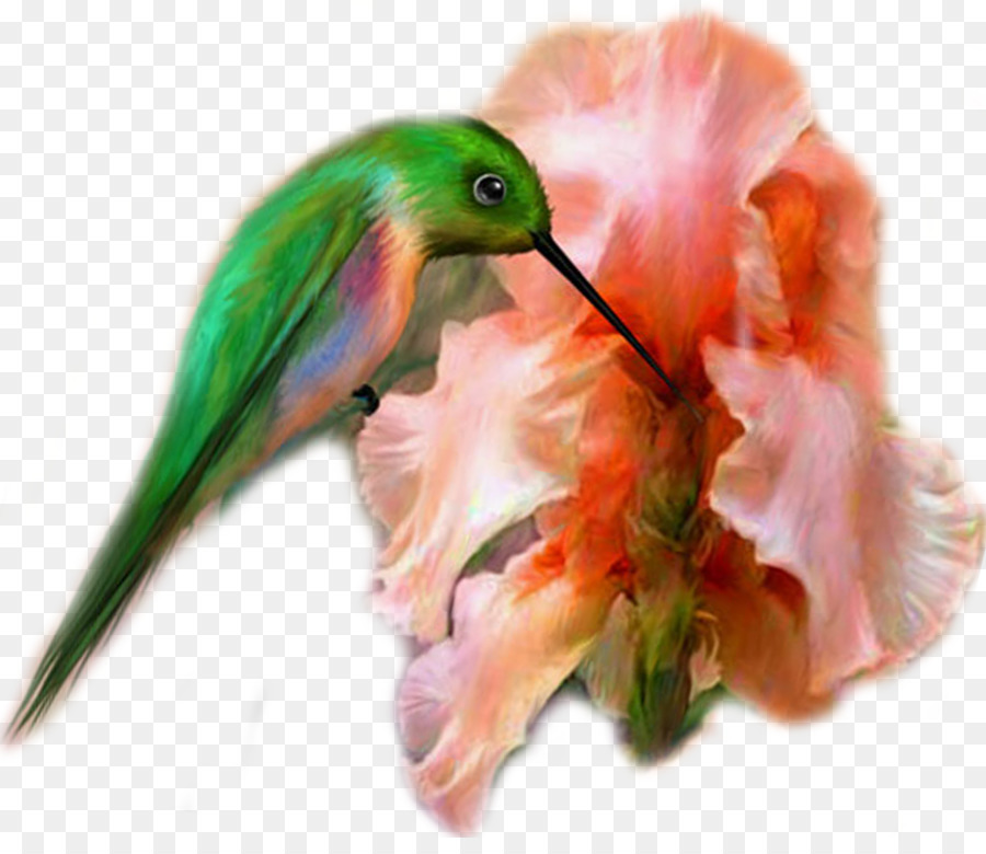 Aves，Pintura PNG