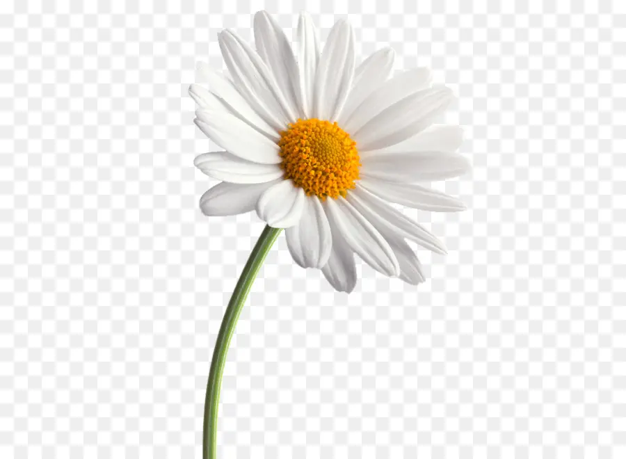 Papel De Parede Da área De Trabalho，Comum Daisy PNG