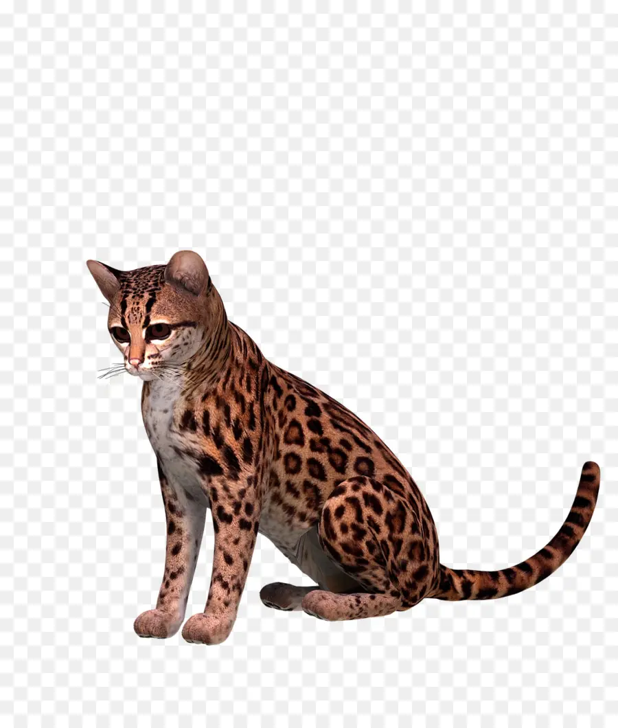 Serval，Gato PNG