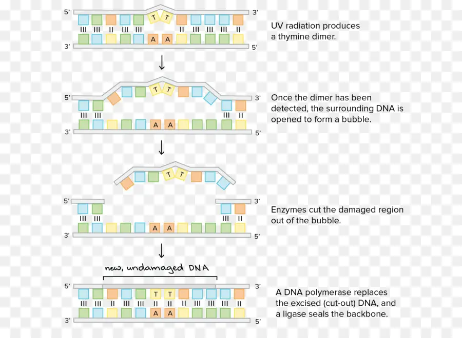 Dna，Diagrama De Fiação PNG