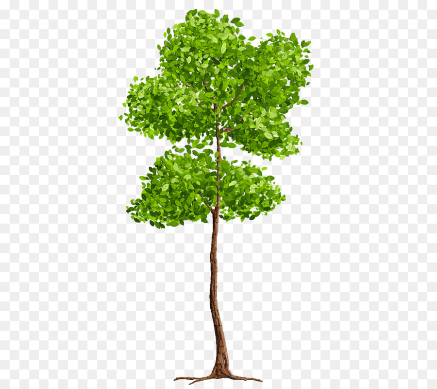 árvore，Blog PNG