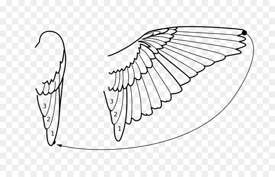 Diagrama De Asas De Pássaros，Penas PNG