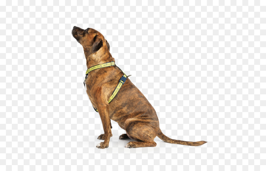 Raça Do Cão，Pit Bull PNG