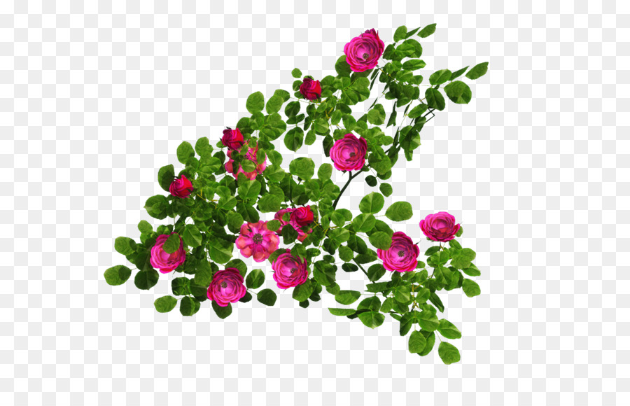 Flores Cor De Rosa，Folhas Verdes PNG