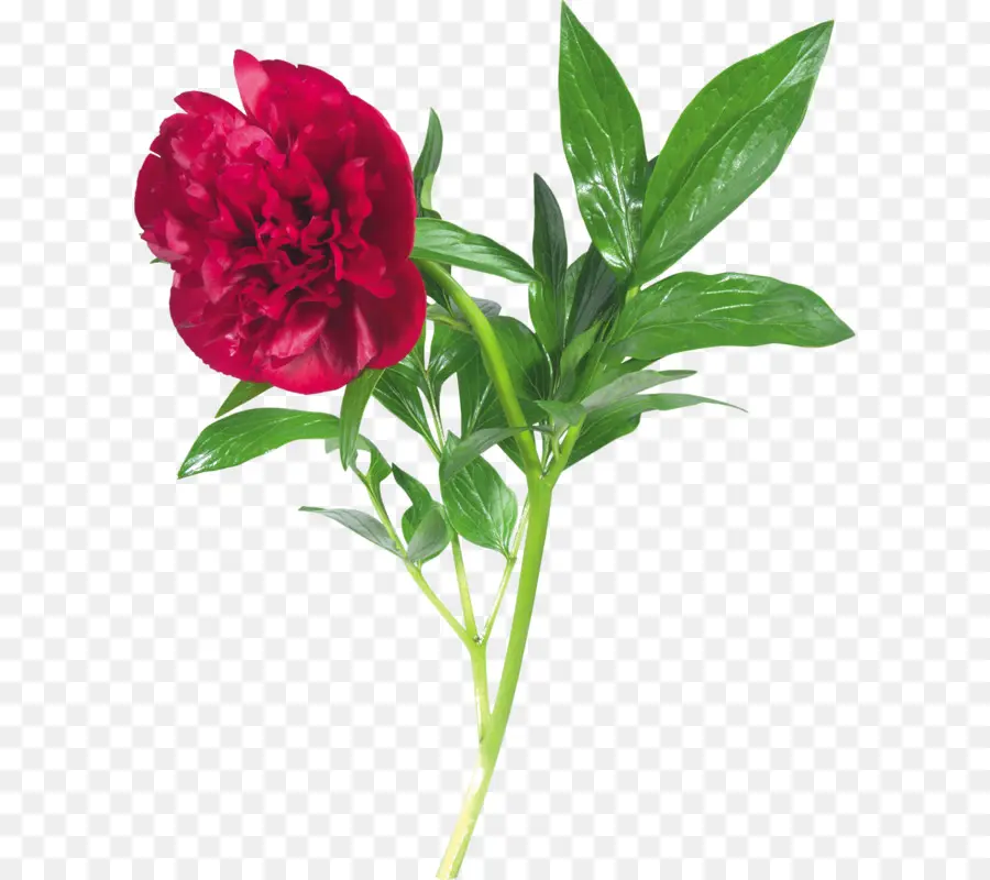 Flor，Vermelho PNG