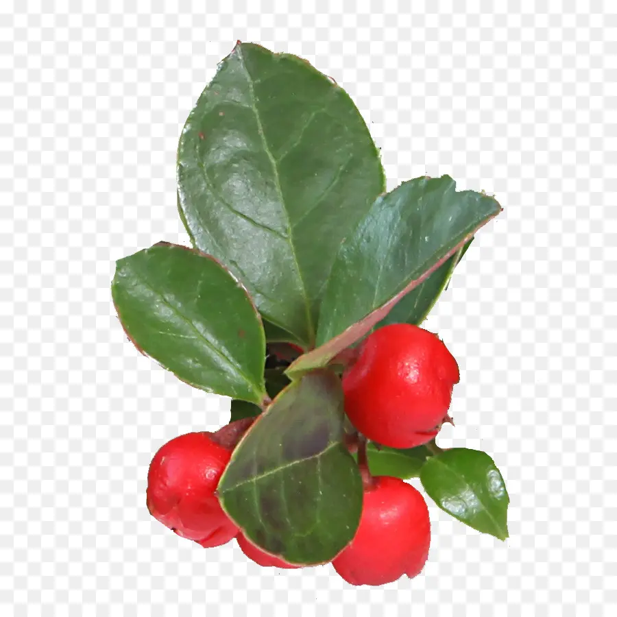 Barbados Cherry，Wintergreen PNG