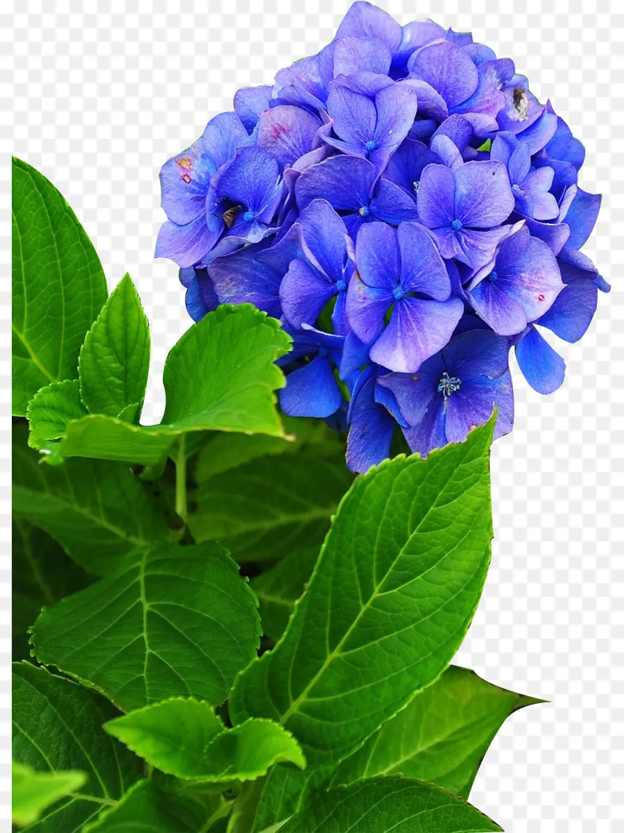 Hortênsia Azul，Folhas Verdes PNG