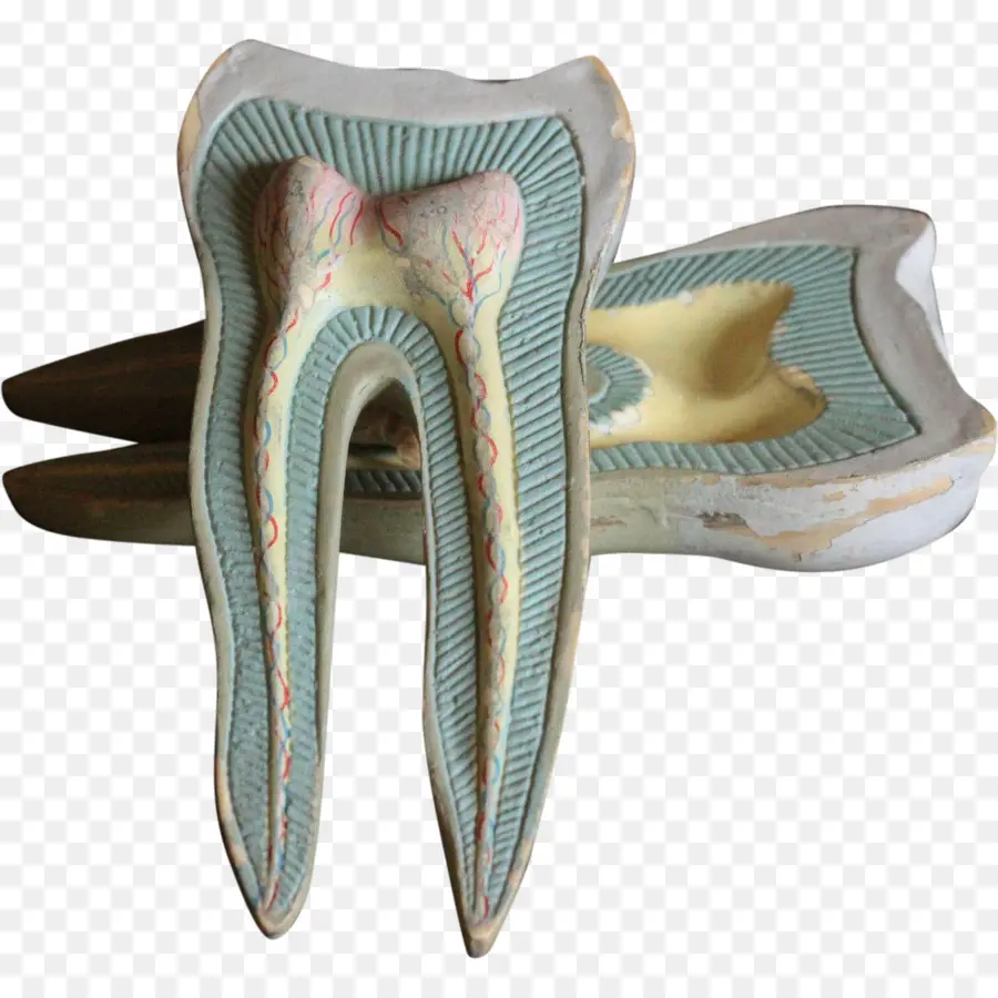 Modelo De Dente，Dente PNG