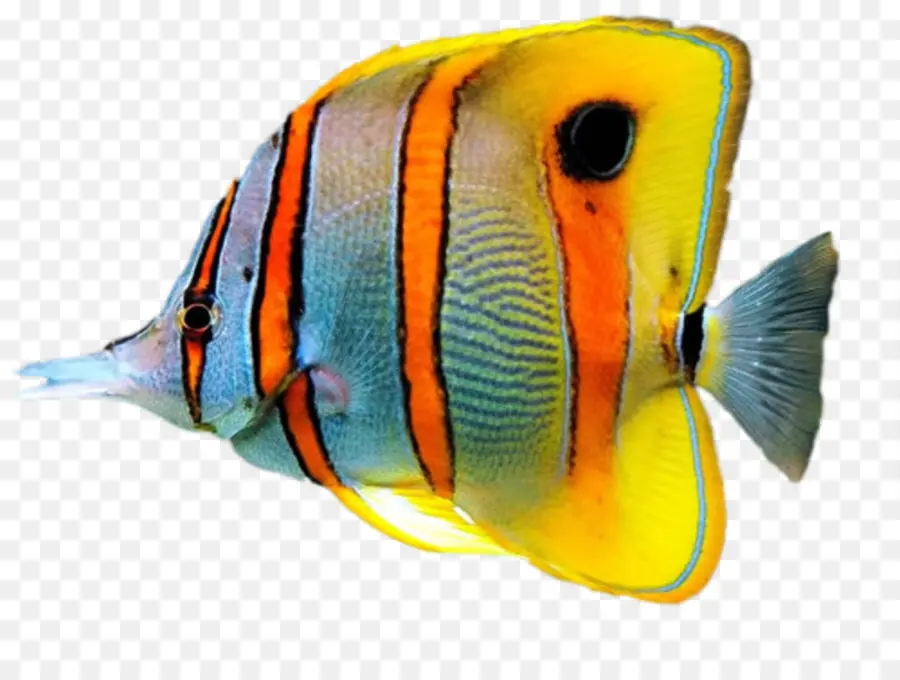 Peixe，Peixes Tropicais PNG