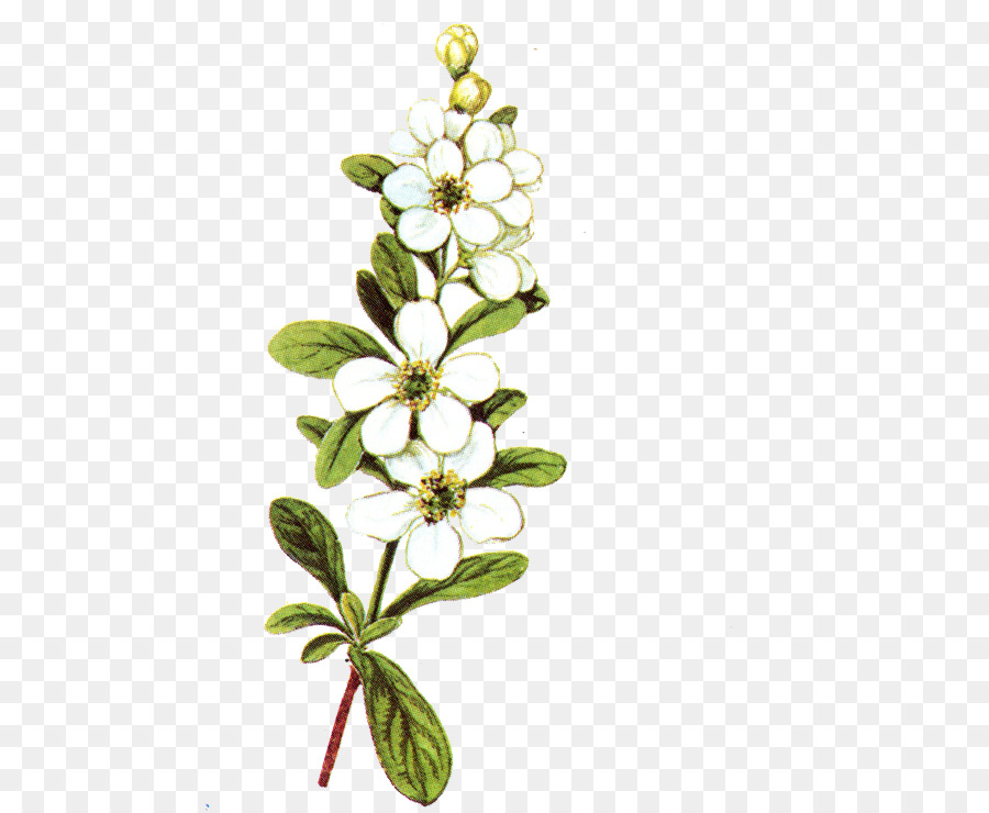 Flores Brancas，Botânico PNG