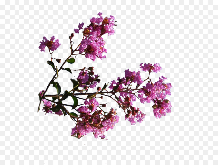 Flores Cor De Rosa，Florescer PNG