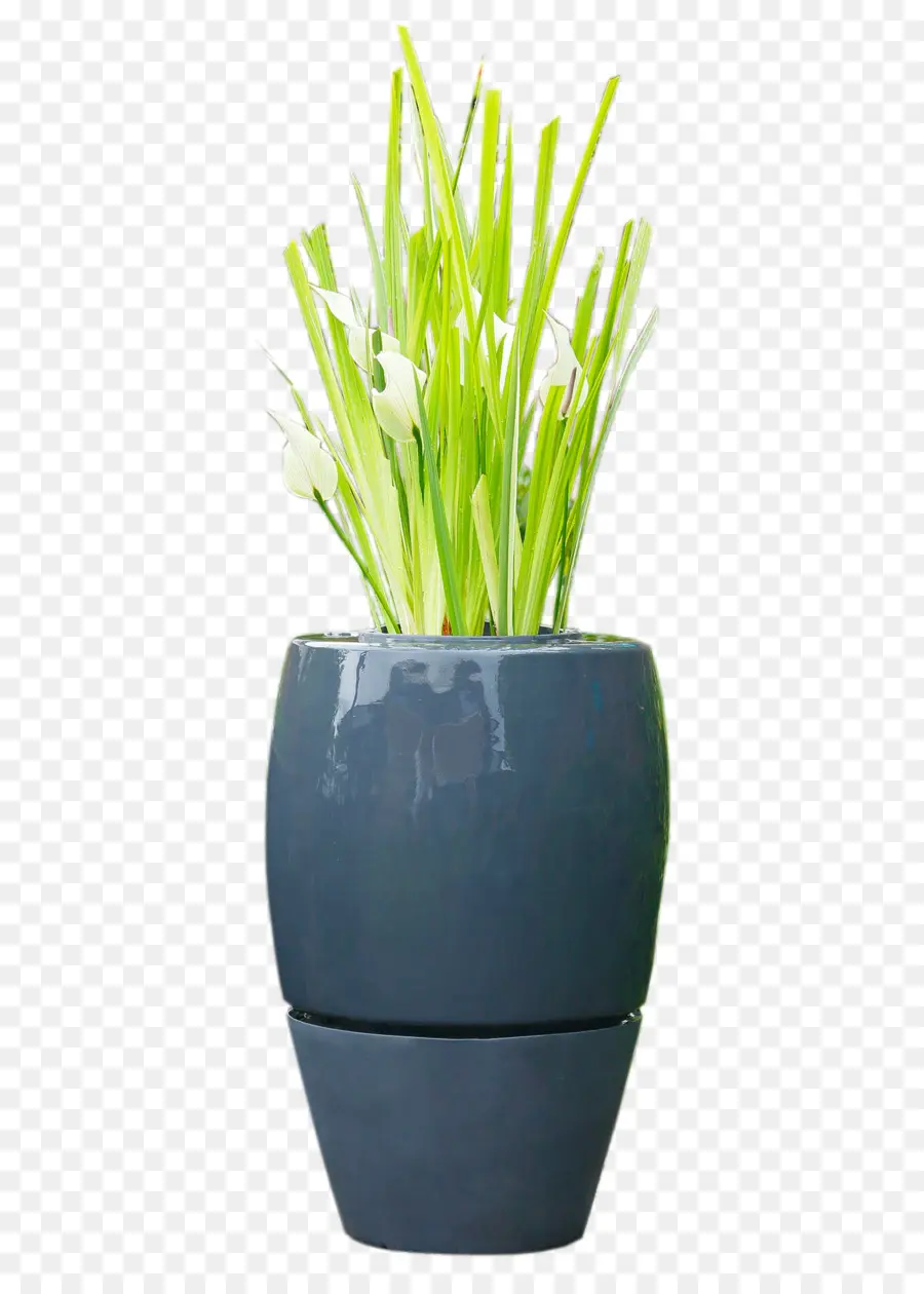 Plantar，Pote PNG