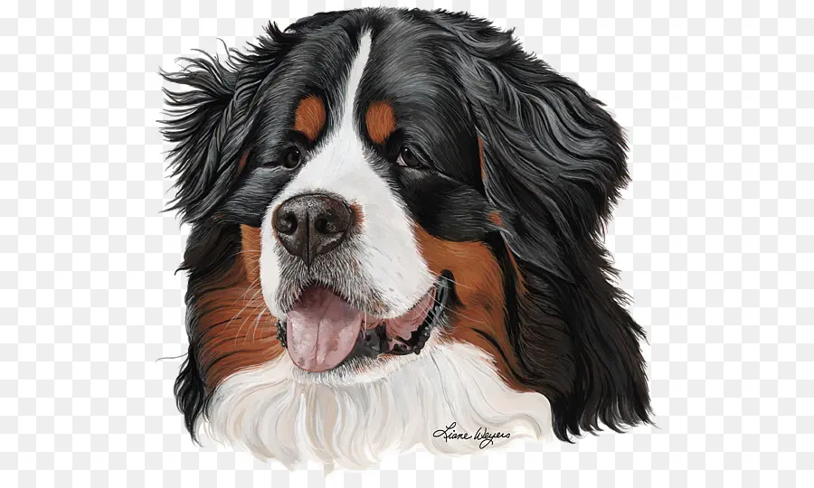 Cavalier King Charles Spaniel，Bernese Mountain Dog PNG