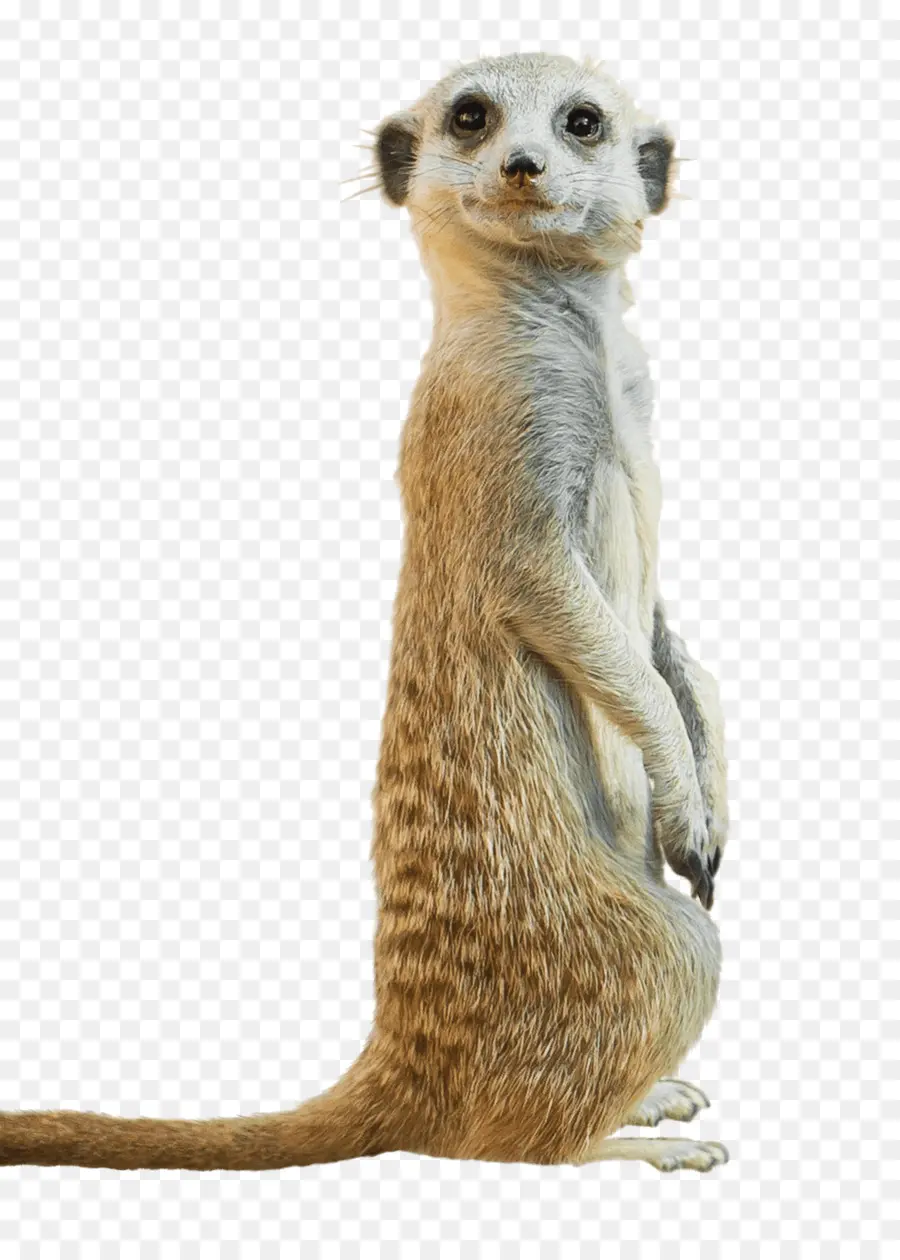 Meerkat，Fotografia De Stock PNG