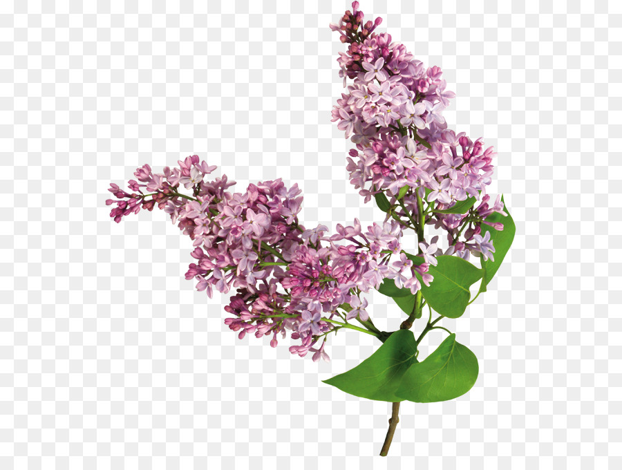 Flor Roxa，Florescer PNG