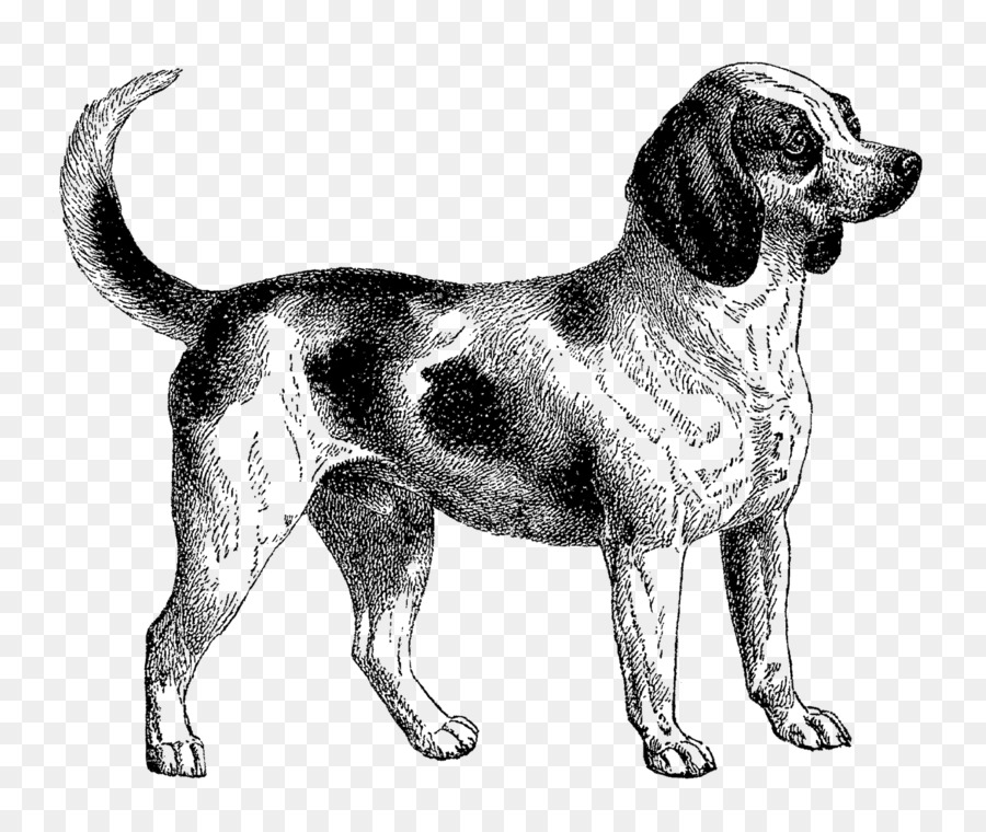 Beagle，Cão Dálmata PNG