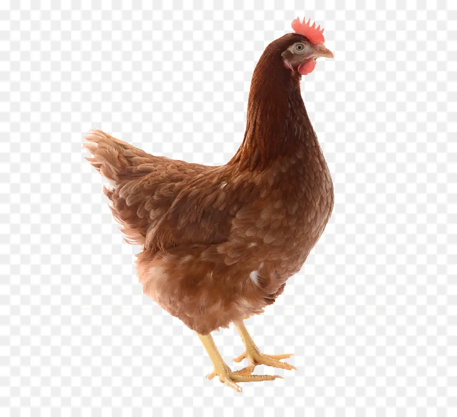 Frango，Pássaro PNG