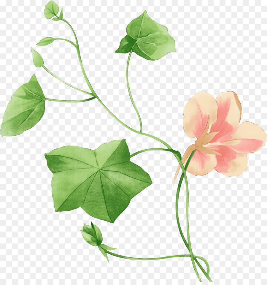 Desenho Floral，Flores PNG