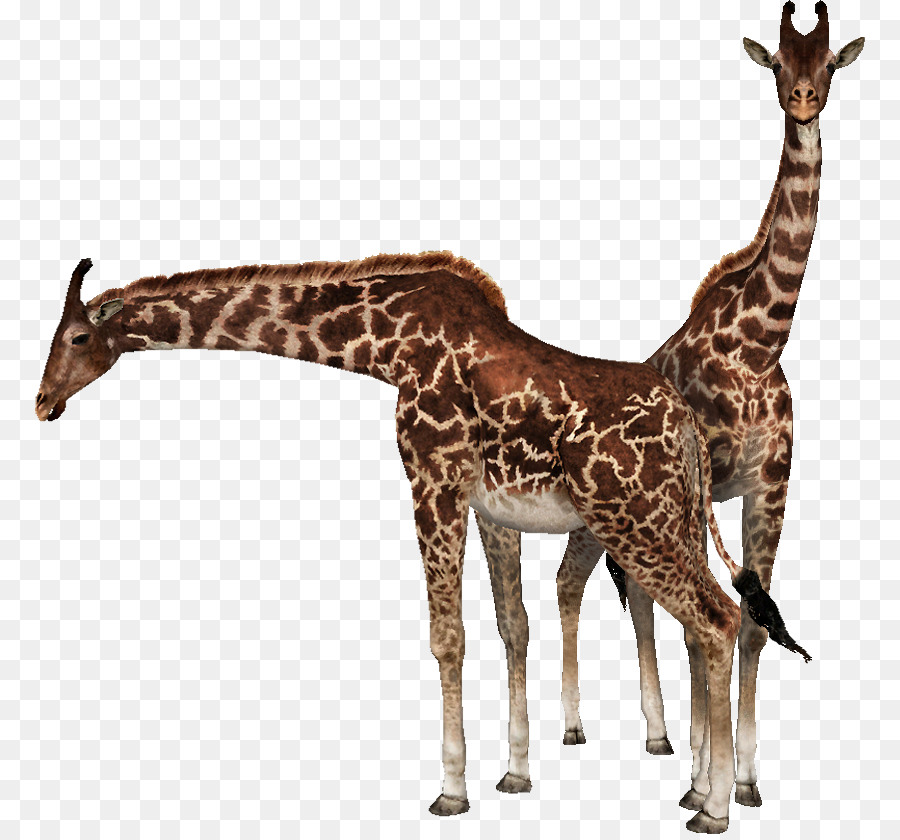 Girafa，Alto PNG