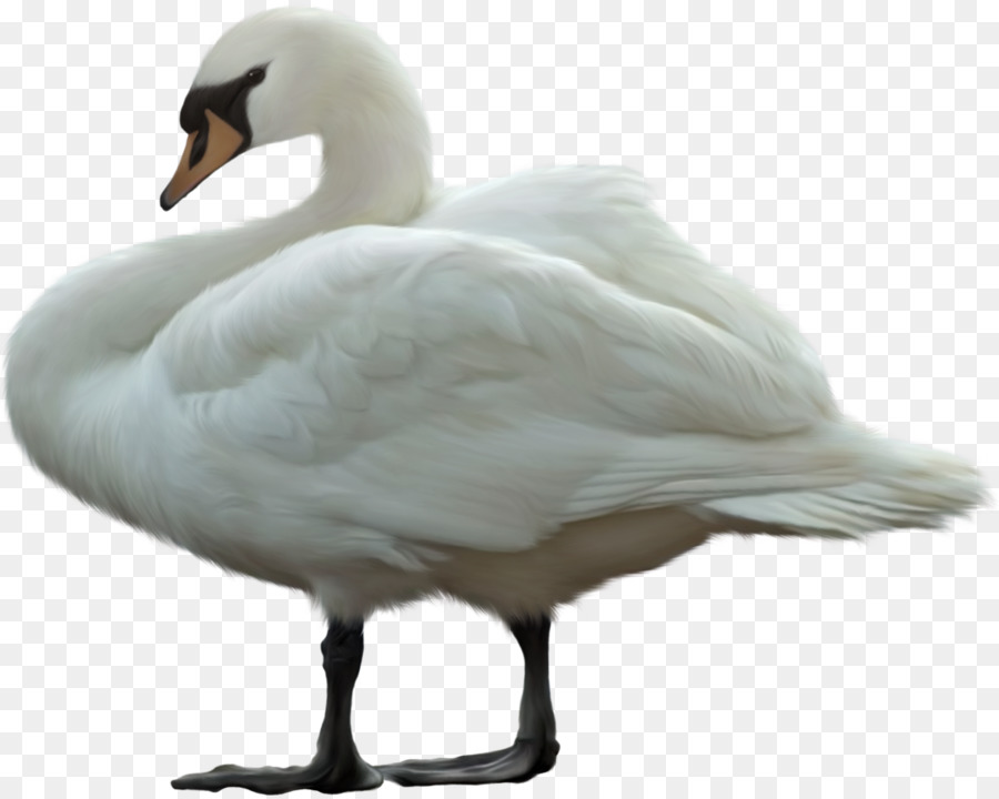 Cisne，Pássaro PNG