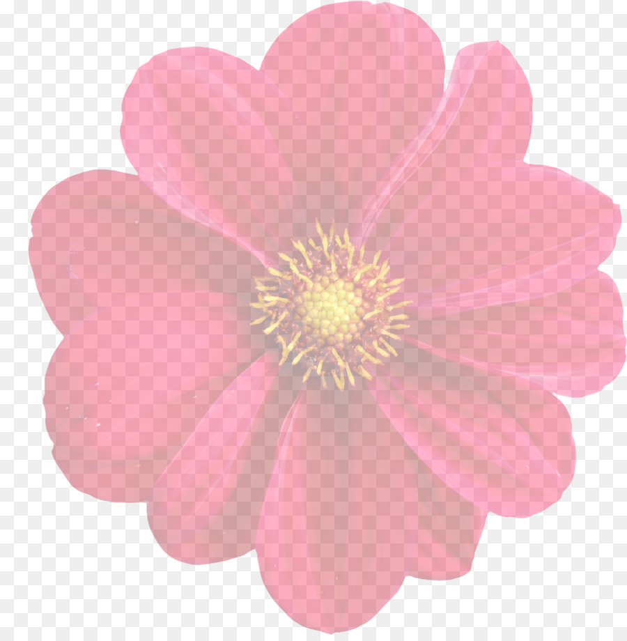 Dahlia，Flor PNG