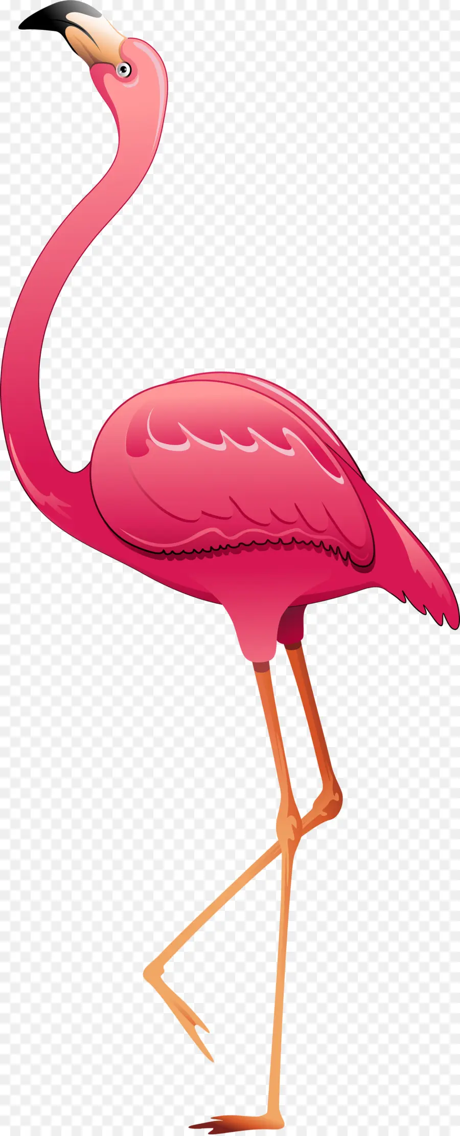 O Flamingo，Aves PNG