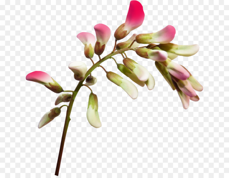 Flor，Florescer PNG