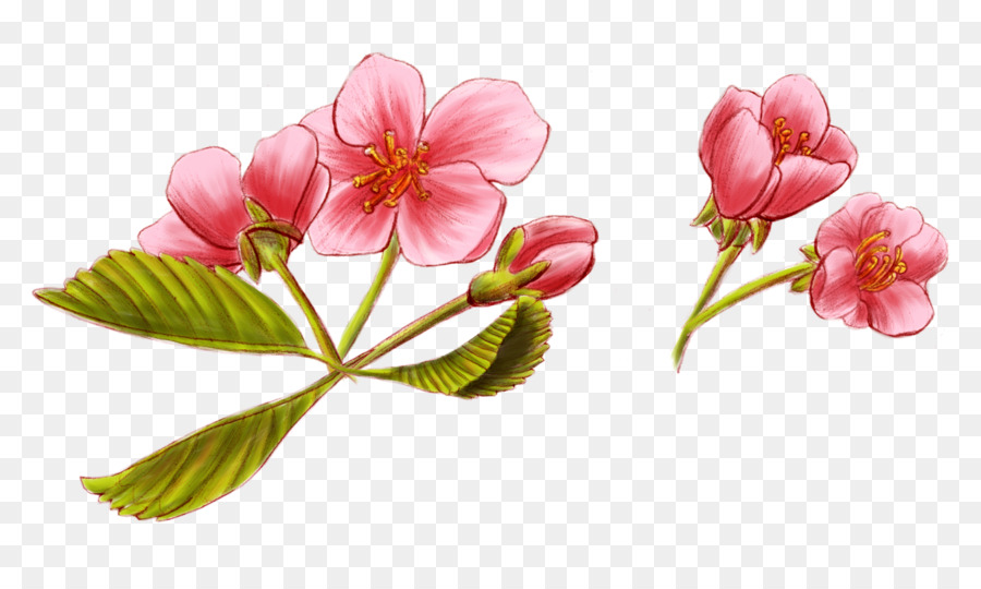 Flores Cor De Rosa，Rosa PNG