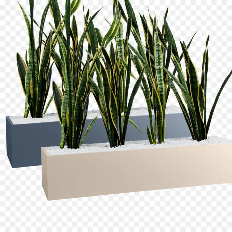 Plantas De Cobra，Plantador PNG