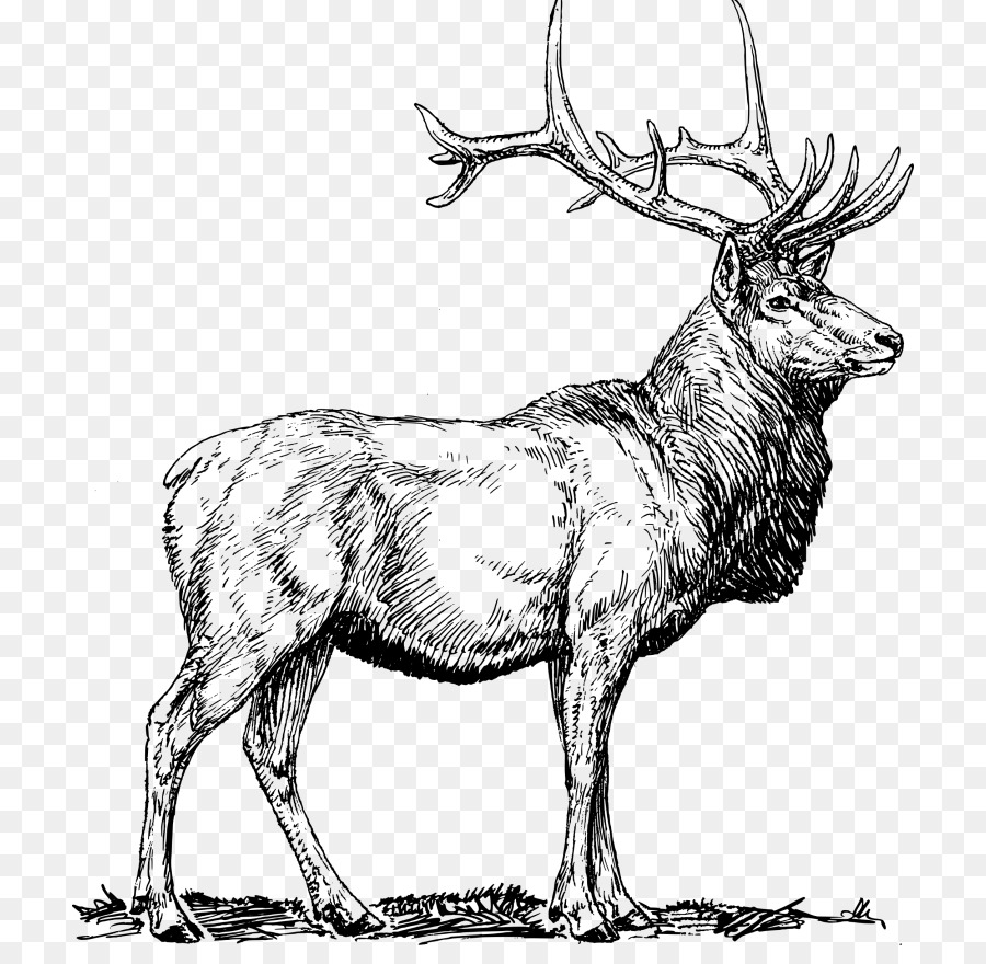 Elk，Veado PNG