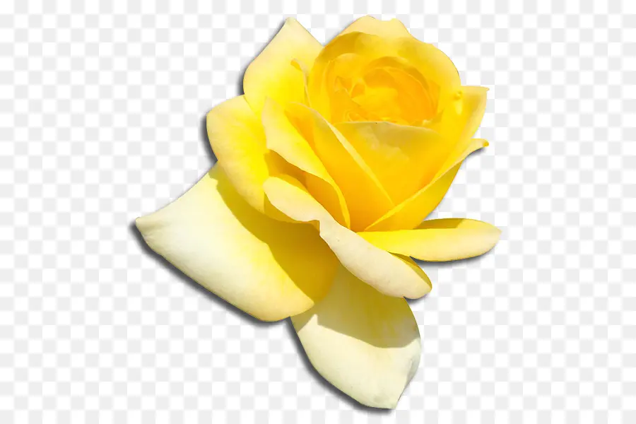 Rosa Amarela，Florescer PNG