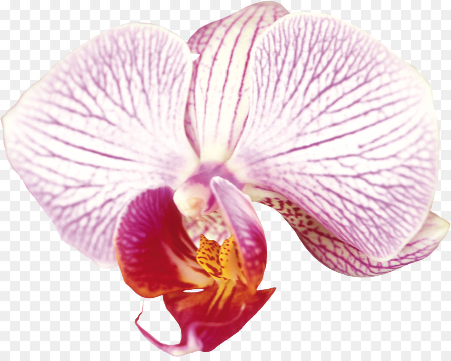 Flor Colorida，Florescer PNG