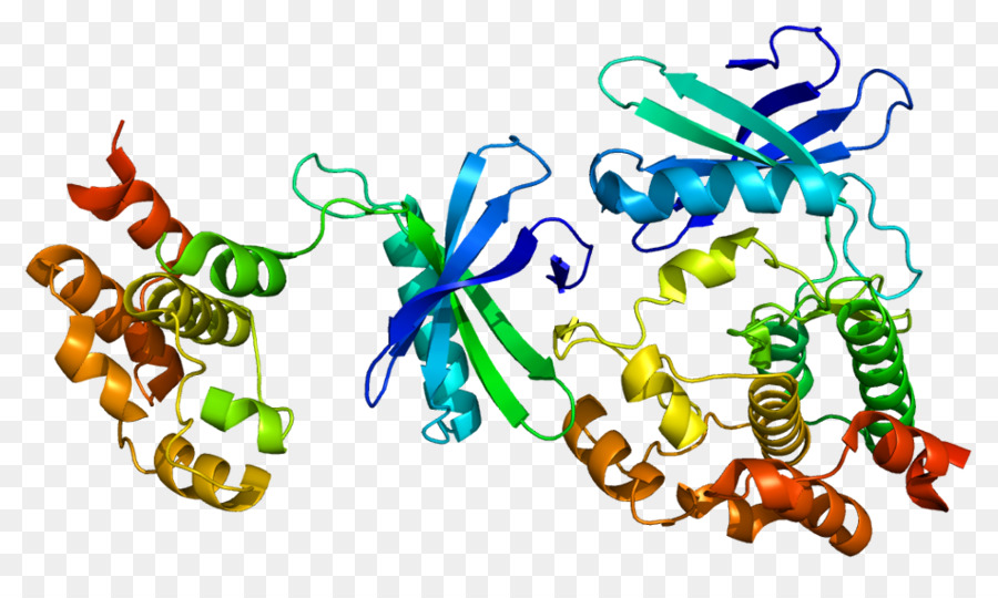 Estrutura Proteica，Biologia PNG