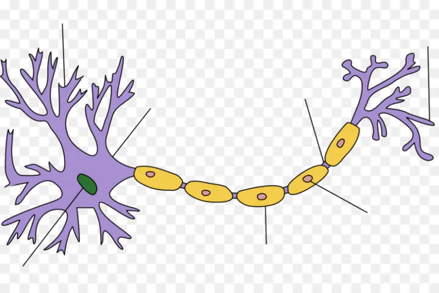 Neurônio，Artificial Neural Network PNG