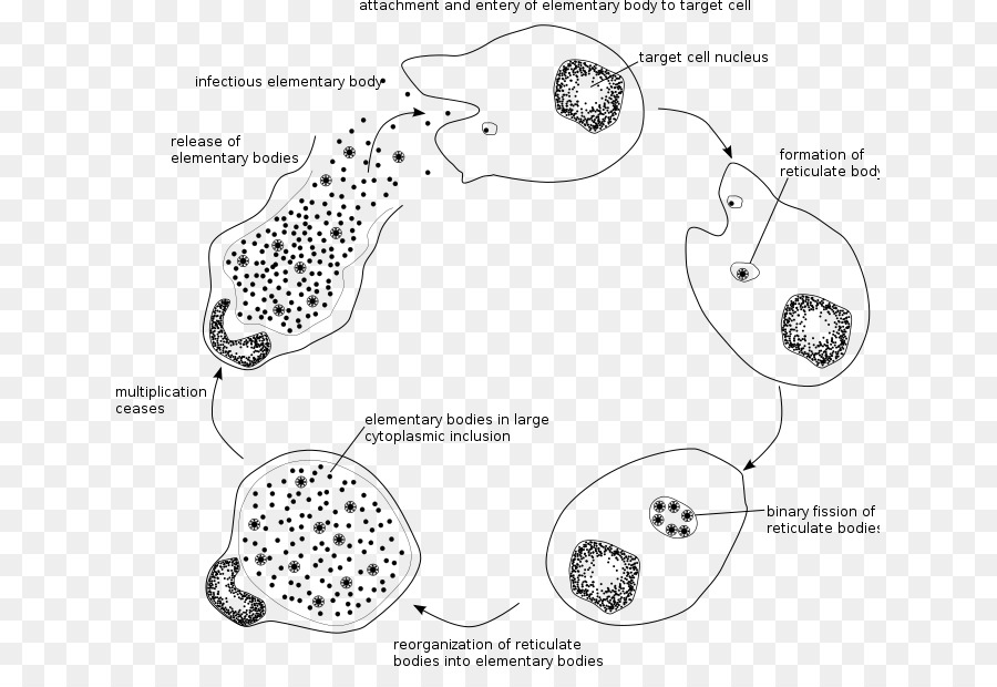 Развитие хламидий. Жизненный цикл хламидий. Хламидии строение клетки. Жизненный цикл хламидий схема. Хламидия трахоматис жизненный цикл.