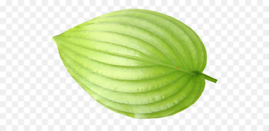 Folha Verde，Plantar PNG